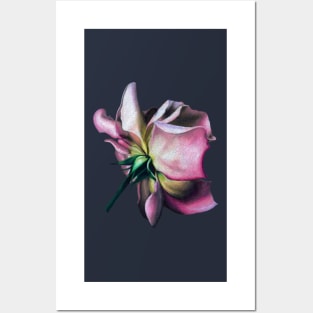 Pink rose Posters and Art